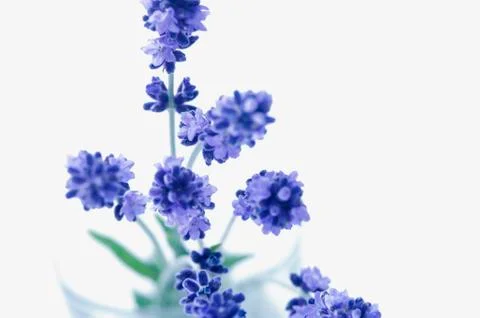 Lavender flowers Stock Photos