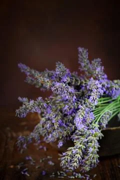 Lavender flowers Stock Photos
