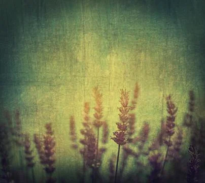 Lavender flowers Stock Photos