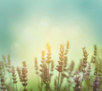 Lavender flowers Stock Photos