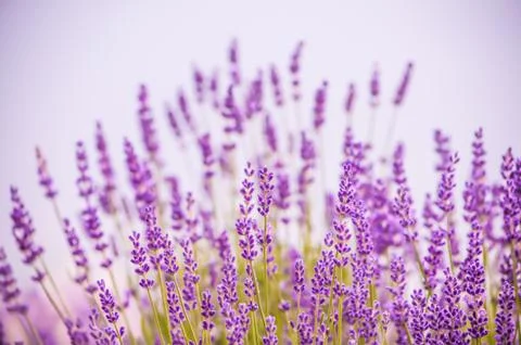 Lavender flowers Stock Photos