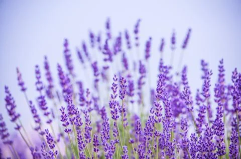 Lavender flowers Stock Photos