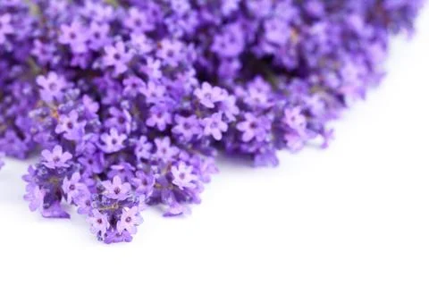 Lavender flowers Stock Photos