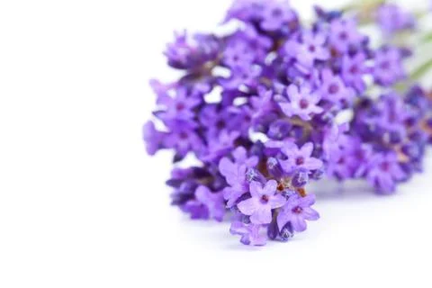 Lavender flowers Stock Photos
