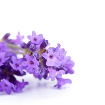 Lavender flowers Stock Photos