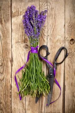 Lavender flowers Stock Photos