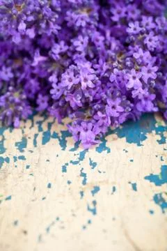 Lavender flowers Stock Photos