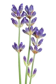 Lavender flowers Stock Photos