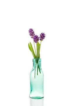 Lavender flowers Stock Photos