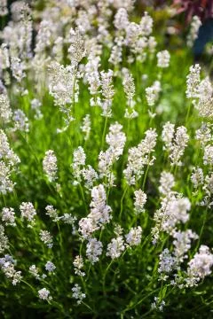 Lavender flowers Stock Photos