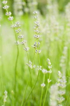 Lavender flowers Foto stock