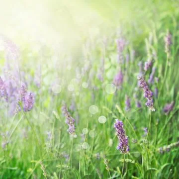 Lavender flowers Stock Photos