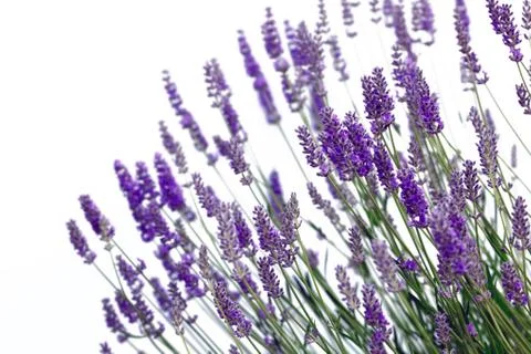 Lavender flowers Stock Photos