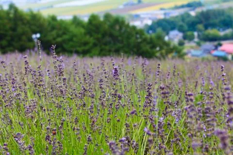 Lavender flowers Stock Photos