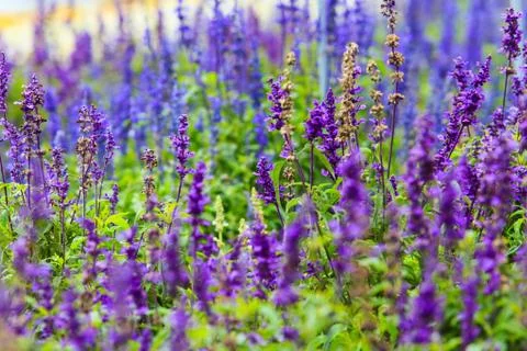 Lavender flowers Stock Photos