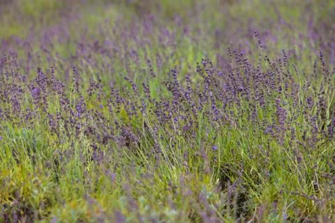 Lavender flowers Stock Photos