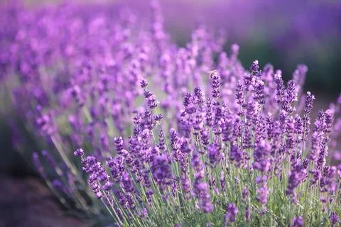 Lavender flowers Foto stock