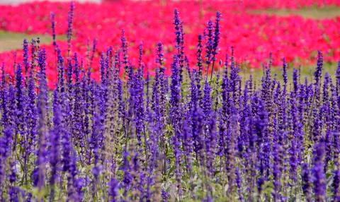 Lavender flowers Stock Photos