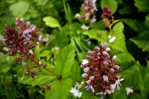 Lavender flowers Stock Photos