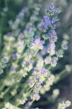 Lavender flowers Stock Photos