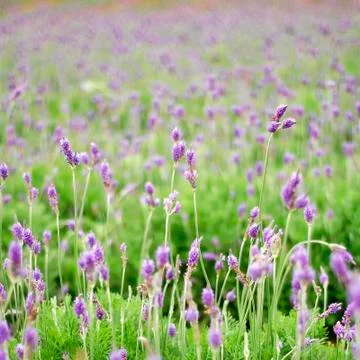 Lavender flowers Stock Photos