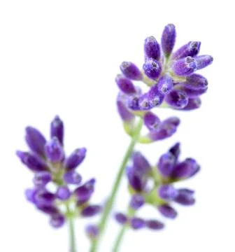 Lavender flowers Stock Photos