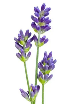 Lavender flowers Stock Photos