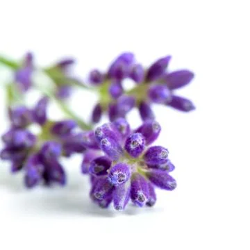 Lavender flowers Stock Photos