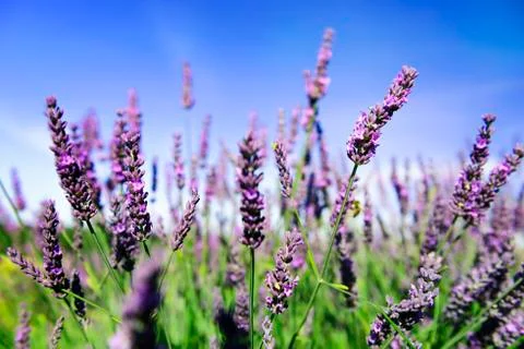 Lavender flowers Stock Photos