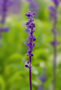 Lavender flowers. Stock Photos
