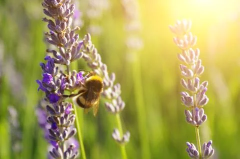 Lavender flowers Stock Photos