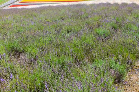 Lavender Flowers Stock Photos