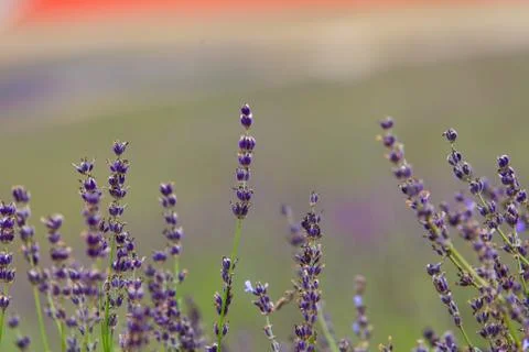 Lavender Flowers Stock Photos