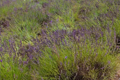 Lavender Flowers Stock Photos