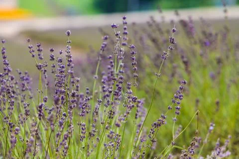 Lavender Flowers Stock Photos