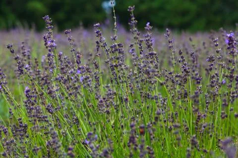 Lavender Flowers Stock Photos