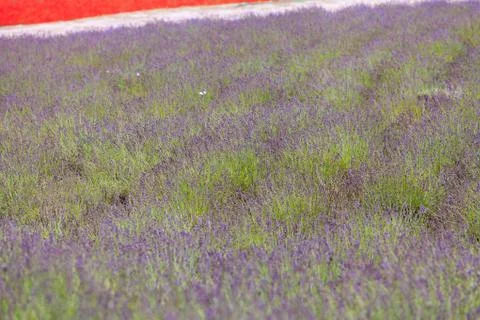 Lavender Flowers Stock Photos