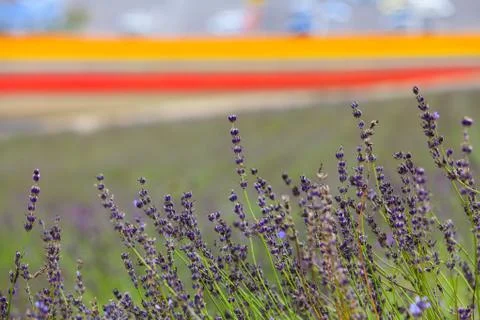 Lavender Flowers Stock Photos