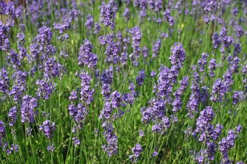Lavender flowers Stock Photos