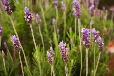Lavender Flowers Stock Photos