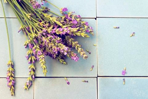 Lavender flowers Stock Photos