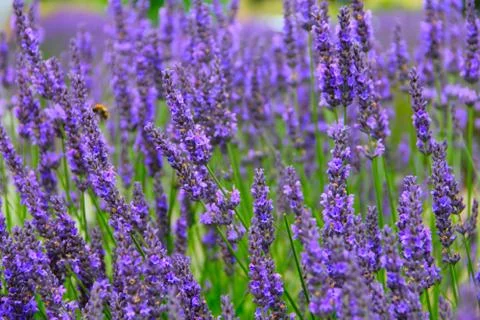 Lavender Flowers 스톡 사진