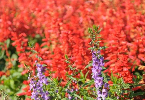 Lavender  flowers Stock Photos