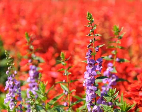Lavender  flowers Stock Photos
