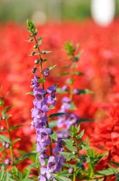 Lavender  flowers Stock Photos