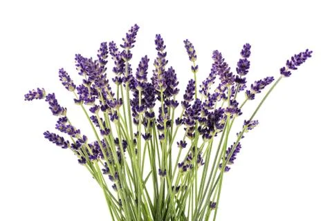 Lavender flowers Stock Photos