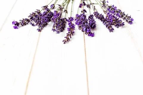 Lavender flowers Stock Photos