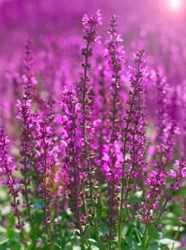 Lavender flowers Stock Photos