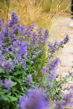 Lavender flowers Stock Photos