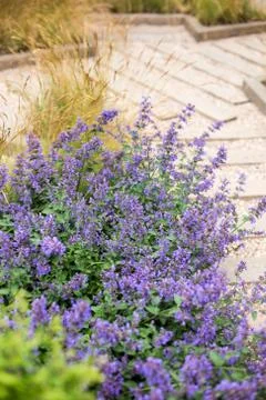 Lavender flowers Stock Photos